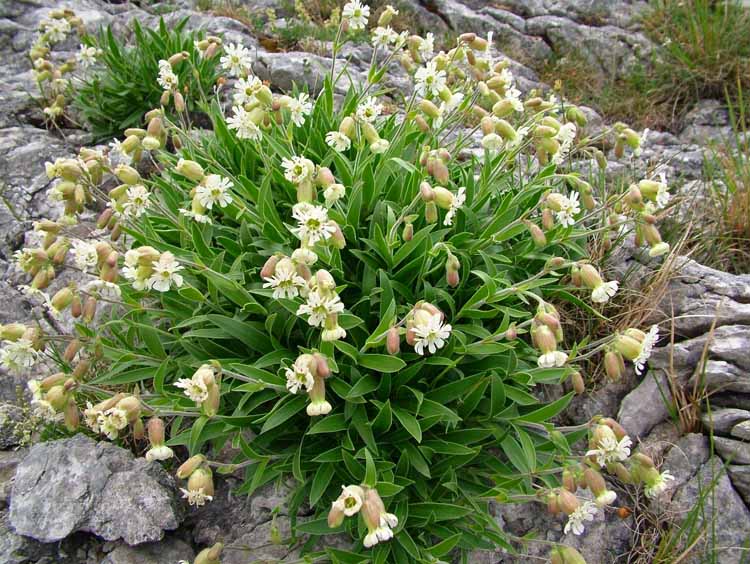 Silene lanuginosa / Silene lanuginosa